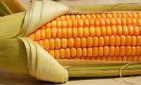 At The Cob Of The Matter: Corn In The Philippines