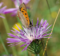 Mariposa manto bicolor (Lycaena phlaeas)