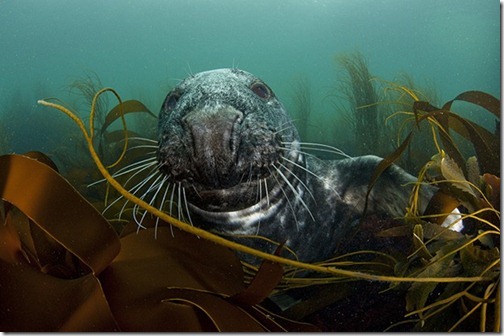 GreySealInSeaweedBed_thumb1