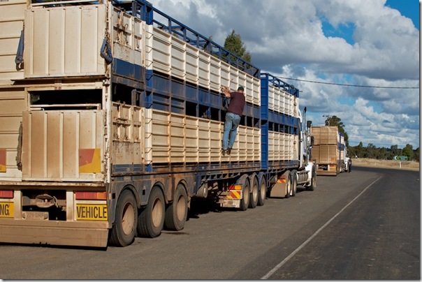 20110521-outback2011--mitchell--cattleTransports