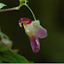 Flor perico
