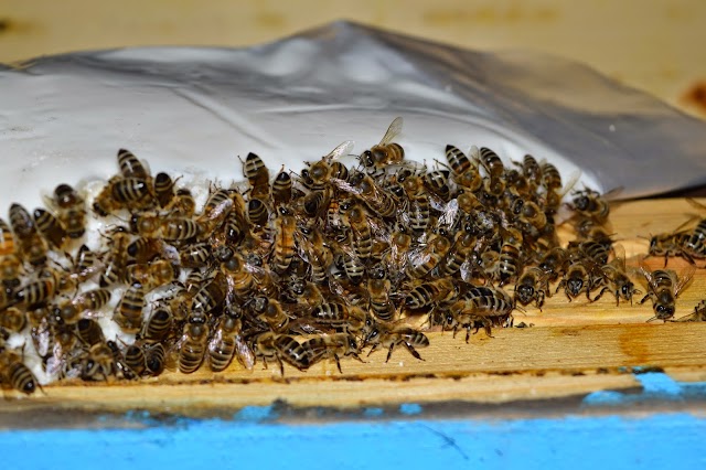 Απλή συνταγή σπιτικού ζαχαροζύμαρου: Από συνάδελφο μελισσοκόμο 