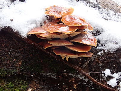 przełom Dunajca, Pieniny, grzyby zimowe, grzyby 2018, grzyby w grudniu, uszak bzowy, płomiennica zimowa, czarka, trzęsak pomarańczowożółty, trzęsak listkowaty, łzawnik, fałdówka kędzierzawa, kisielnica, czyreń