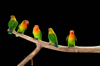 Rekomendasi Jenis-Jenis Burung Cantik dan Menggemaskan yang Cocok Untuk Dijadikan Hewan Peliharaan