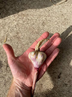 Purple Garlic in Hand