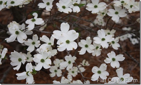 dogwood1