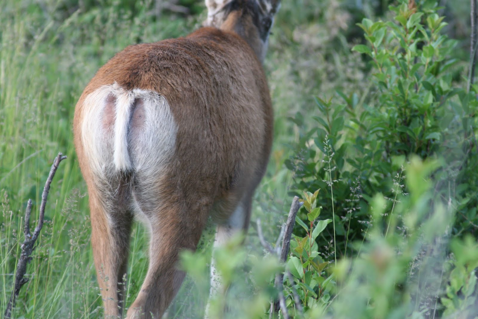 Mule Deer Rear