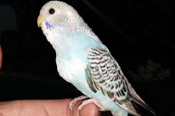 Cara Merawat Burung Parkit supaya Cepat Jinak Gacor