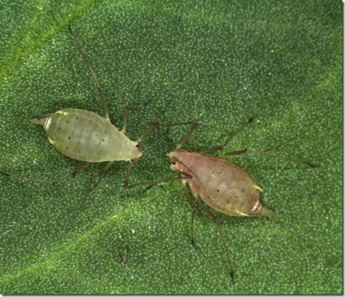 Acyrthosiphon pisum