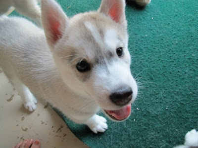 Husky puppies Seen On www.coolpicturegallery.us