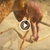 Video : Anjing Larikan Mayat Janin