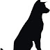 Blooper Perro