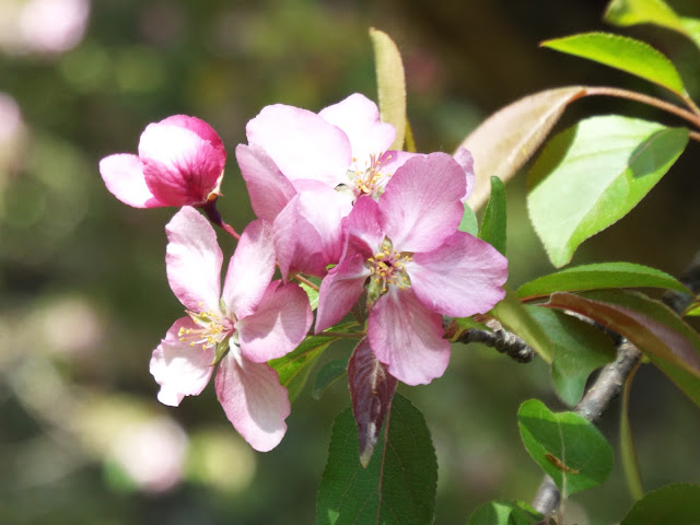 pink crabapple blossom