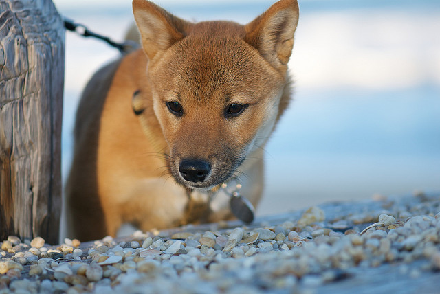 Conheça os cachorros japoneses da raça Shiba Inu