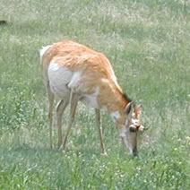 Pronghorn Antelope