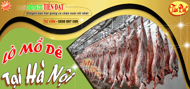 Lò mổ dê Hà Nội bán thịt dê giá rẻ