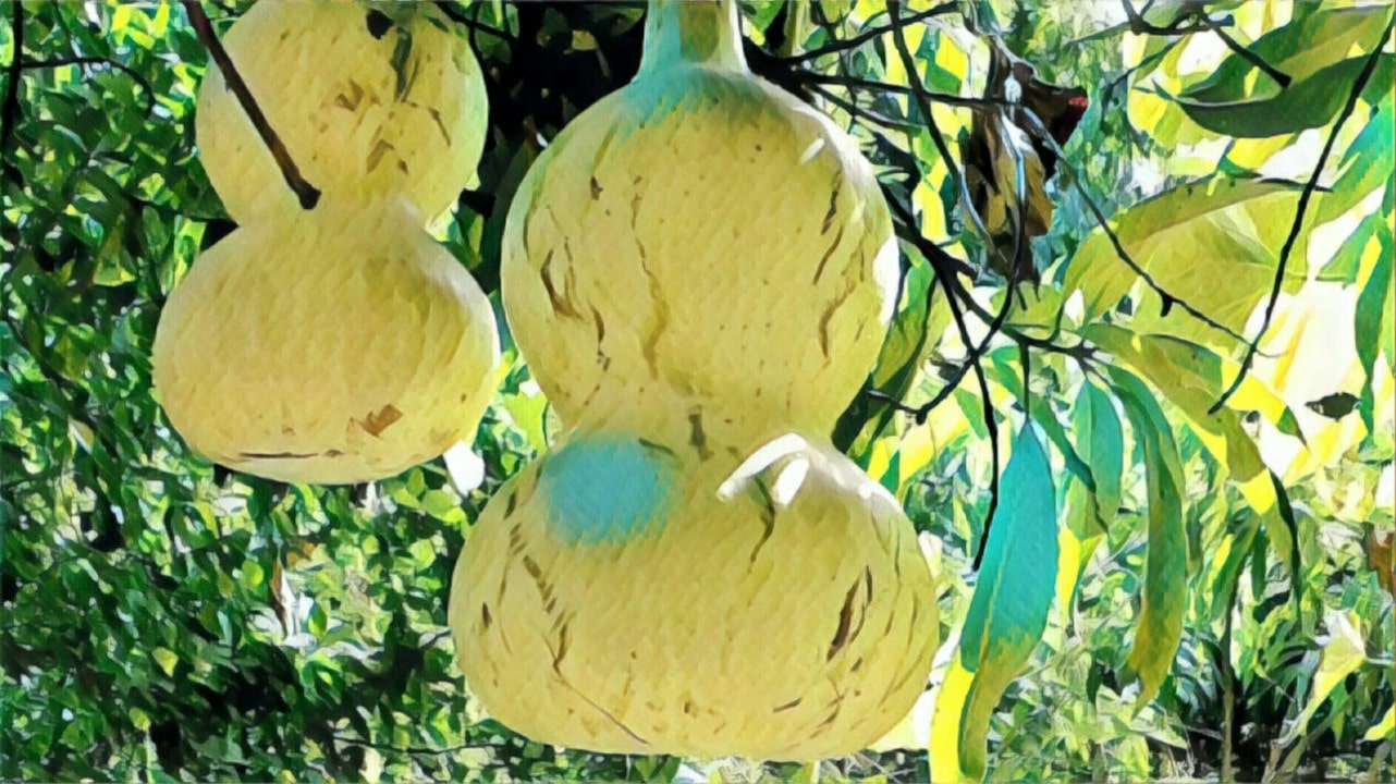 flor de acocote