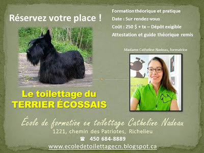 ecole formation toilettage grooming course school pet