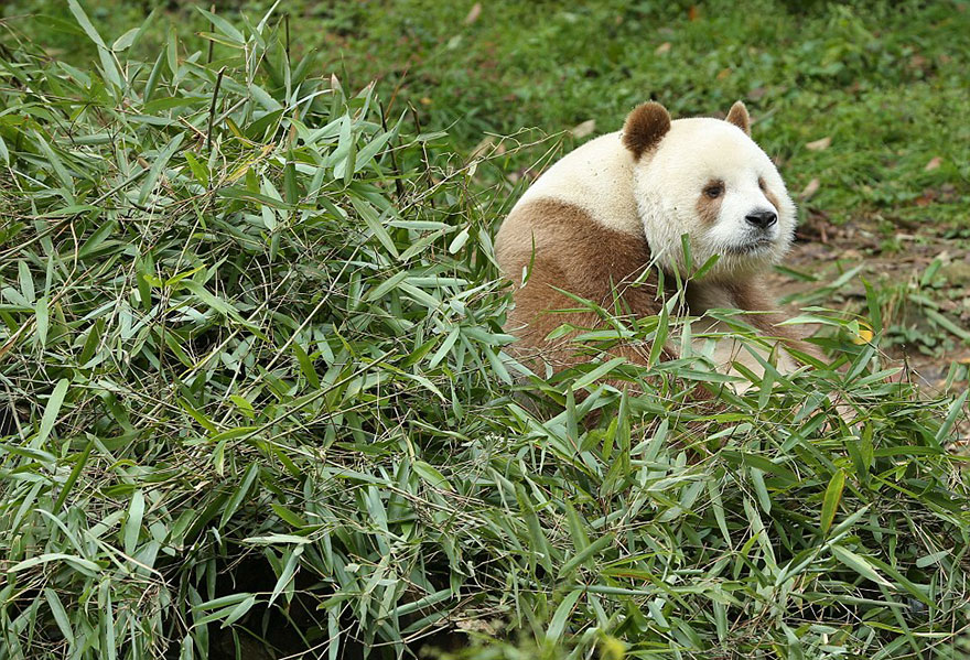 The World’s Only Brown Panda Who Was Abandoned As A Baby, Finally Finds Happiness - Most likely it’s due to something in his genes, and scientists can’t wait to find out what it is