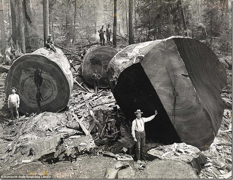 Lumberjacks-From-California-5