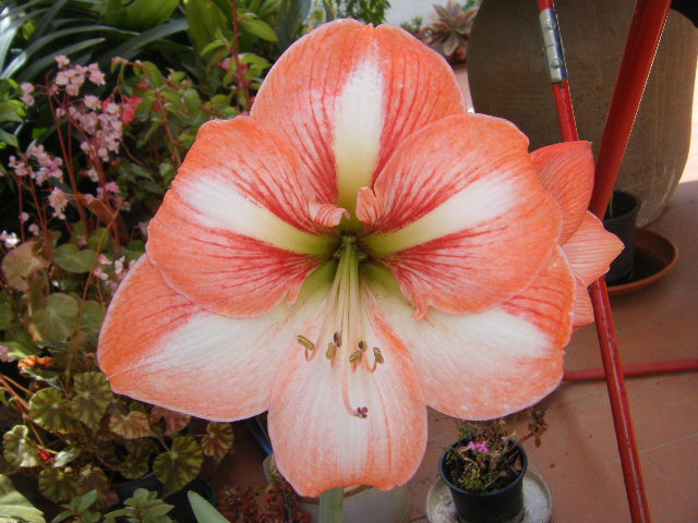 2009_05170009.JPG