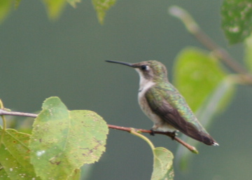 Hummingbird