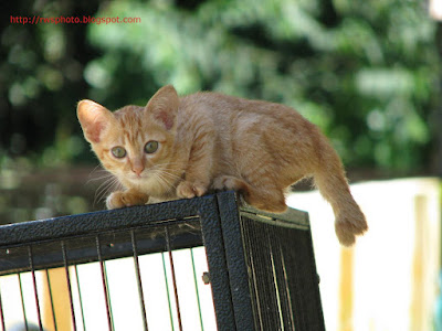 Orange Kitten