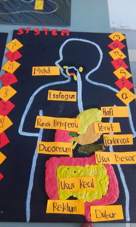 Idea P&P Sains : Model Pencernaan Manusia ~ CiKGUHAiLMi