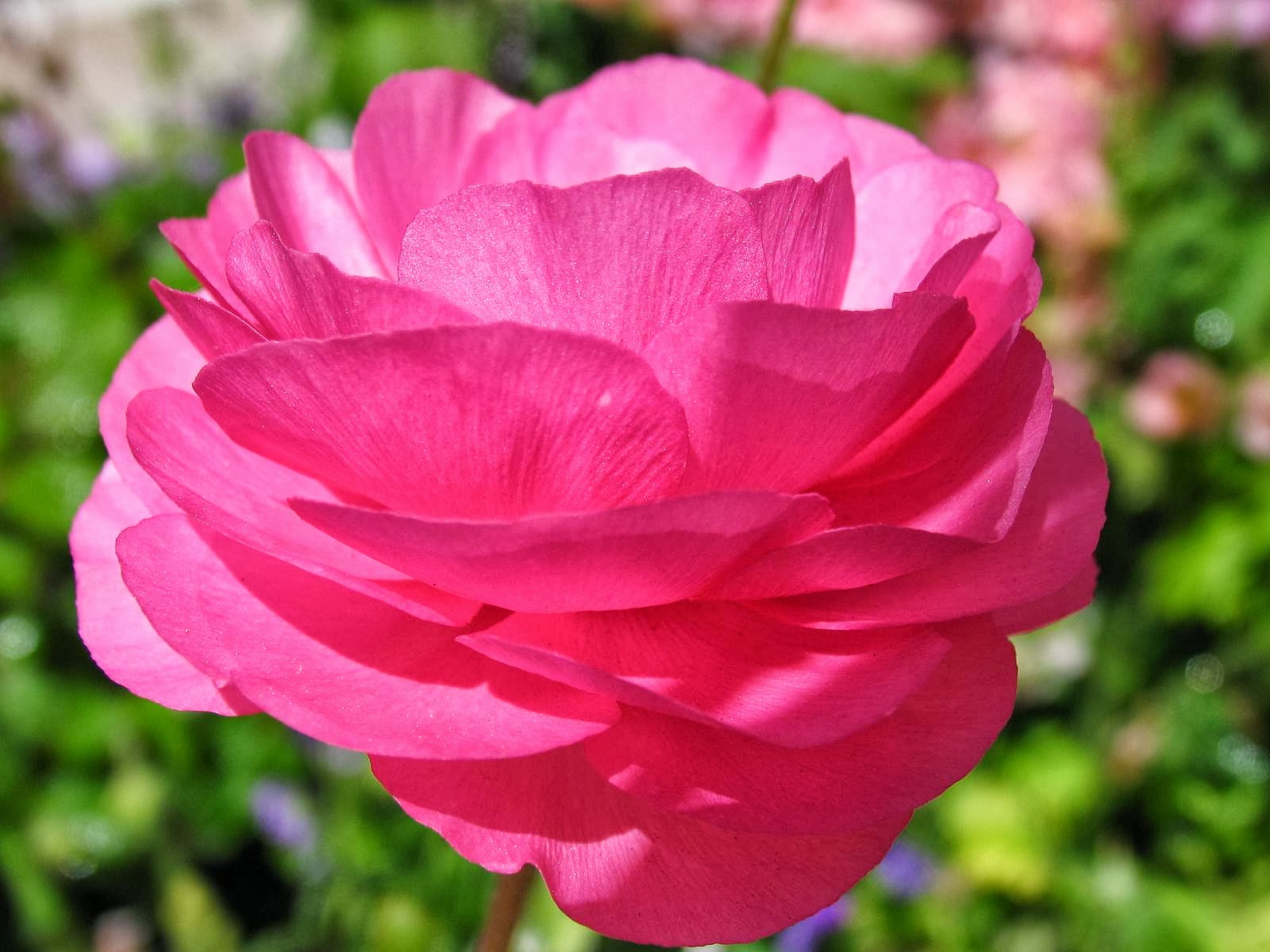 Ranunculus Flower Meaning