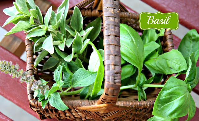 Italian basil, sweet basil, growing basil