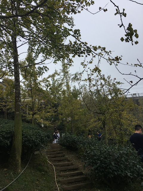 Gingko biloba forest in Nantou, Taiwan