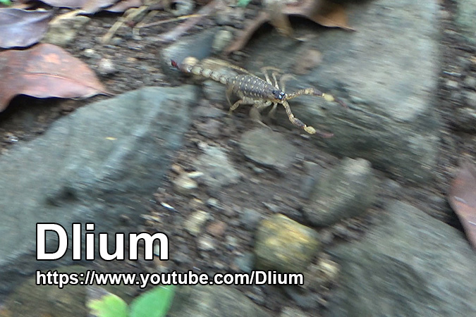 Dlium Chinese swimming scorpion (Lychas mucronatus)