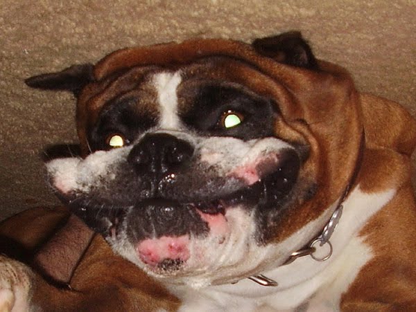 26 pictures of awkward dog smiles