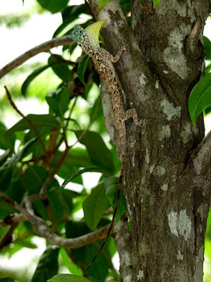 Common Flying Dragon (Draco sumatranus)