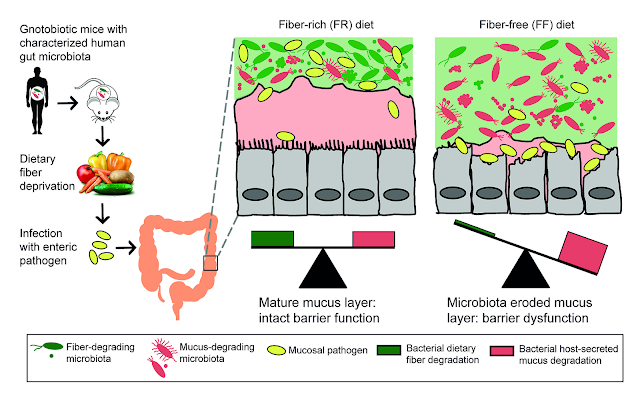 Gut Microbiota and FIber