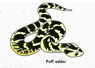 Puff adder