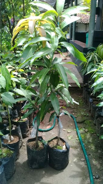 jual bibit buah mangga red ivory tanaman bergaransi keaslian harga murah Jawa Barat