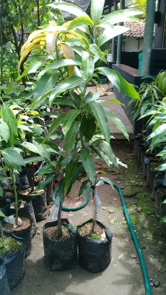 jual bibit buah mangga red ivory tanaman sangat populer Surakarta