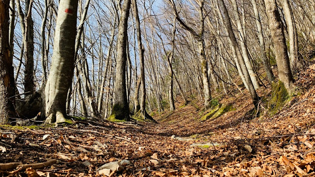 BOSCHI MONTE SAN VICINO