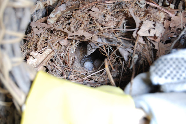 nesting wrens