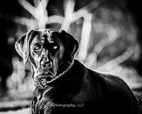 Black Lab in B&W by Dakota Visions Photography LLC www.dakotavisions.com