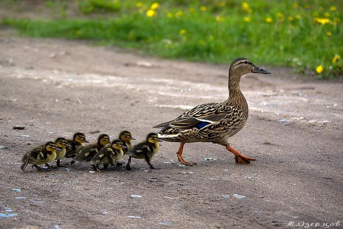 Adanya Kamu Anak Itik Anak Ayam