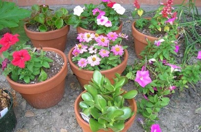 flower_pots.jpg.662x0_q70_crop-scale