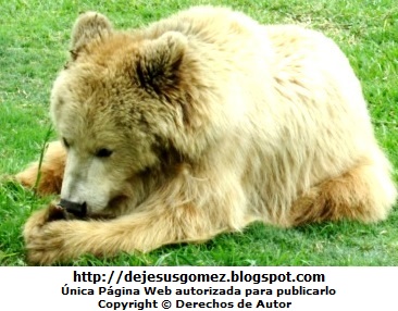 Foto del Oso Pardo jugando en el Parque de las Leyendas. Foto de oso de Jesus Gómez