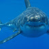 Amazing Great White Shark Facts - Great White Shark Photos, Information, Habitats, News