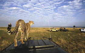 Masai Mara National Park Wild Animals - Leopard's Top Angle Look