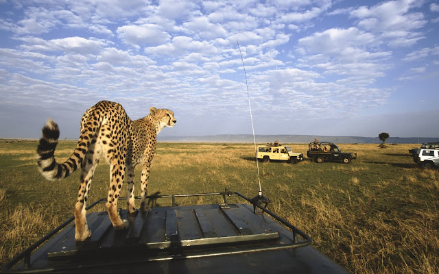 Masai Mara National Park Wild Animals - Leopard's Top Angle Look