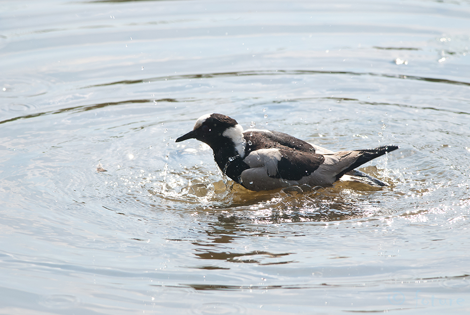 Seppkiivitaja, Vanellus armatus, Blacksmith Lapwing, plover, kiivitaja