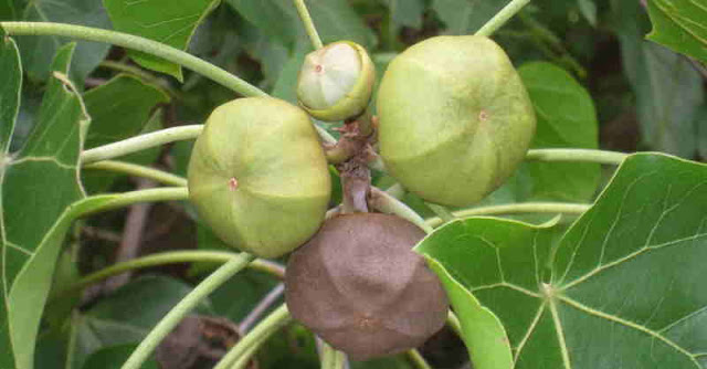 poovarasan ilai payangal