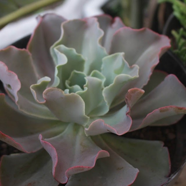 Cara Merawat Sukulen Echeveria Shaviana